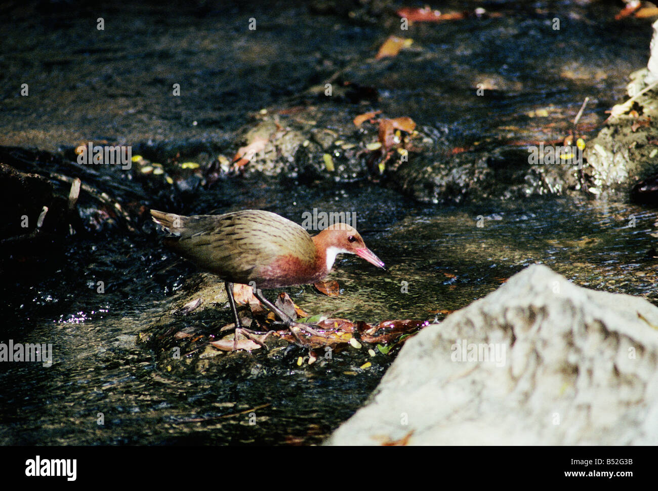 Rale de Cuvier Dryolimnas cuvieri bianco rampa throated Cuvierrallen Kraniche Rallen Tiere Voegel Vogel animali folaghe gru Foto Stock