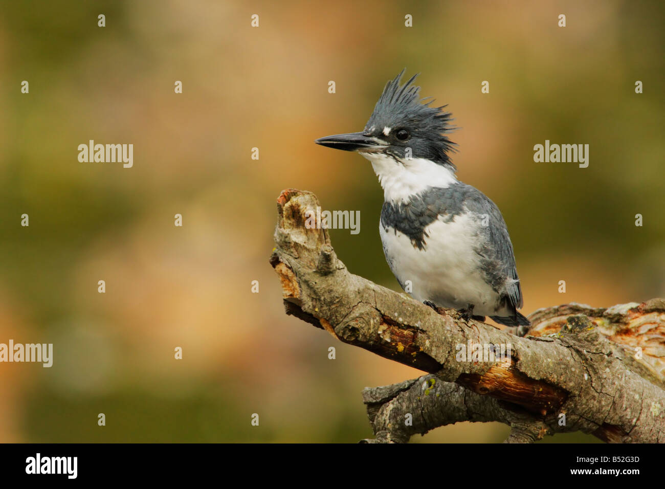 Voce maschile belted kingfisher in attesa sul pesce persico nel laghetto Victoria British Columbia Canada Foto Stock