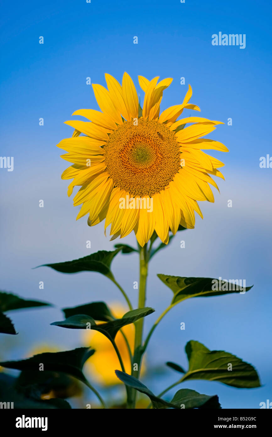 Girasole singolo contro un sfondo non focalizzato. Foto Stock