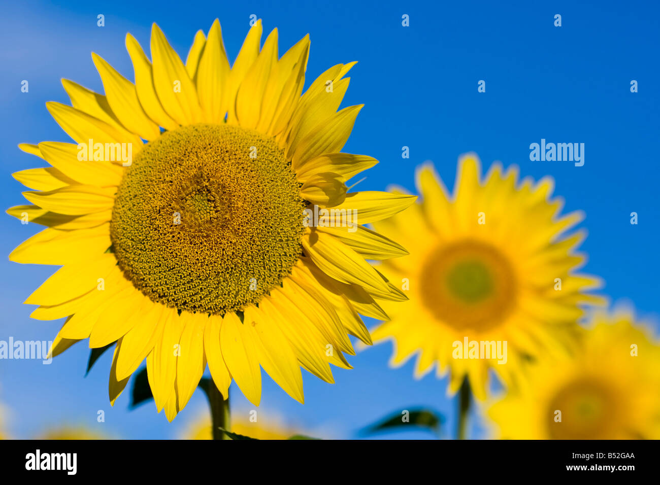 Due campi di girasoli in una vista sfalsati. Foto Stock