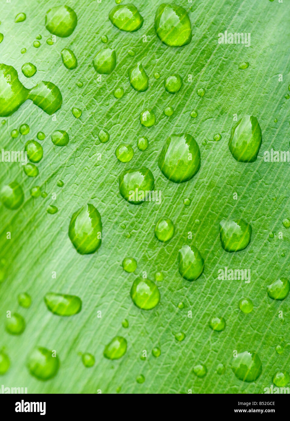 Grande immagine di gocce d'acqua sulla lamina Foto Stock