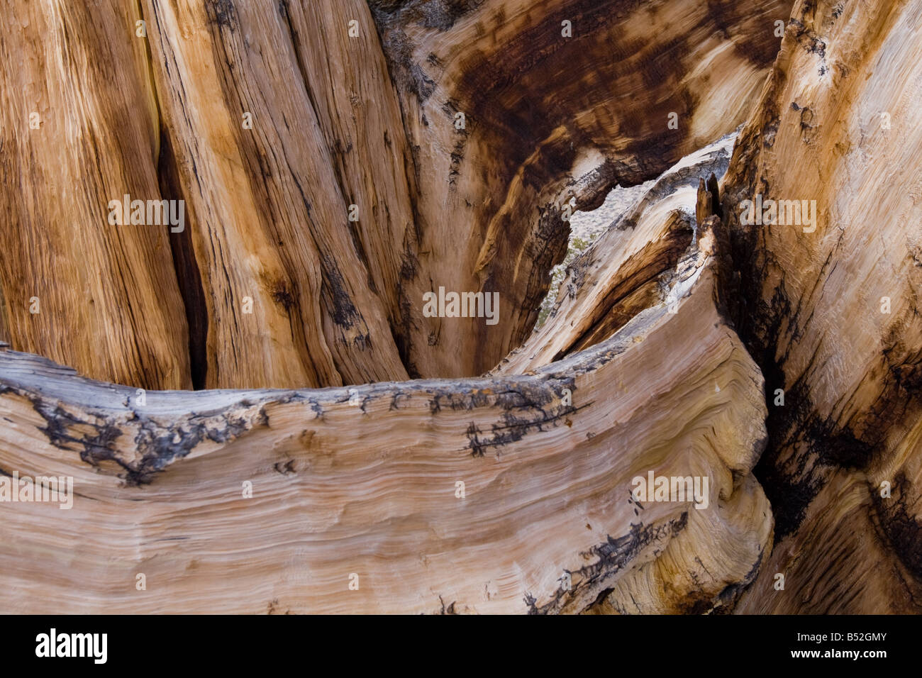 Dettaglio, bristlecone pine trovati nelle White Mountains Foto Stock