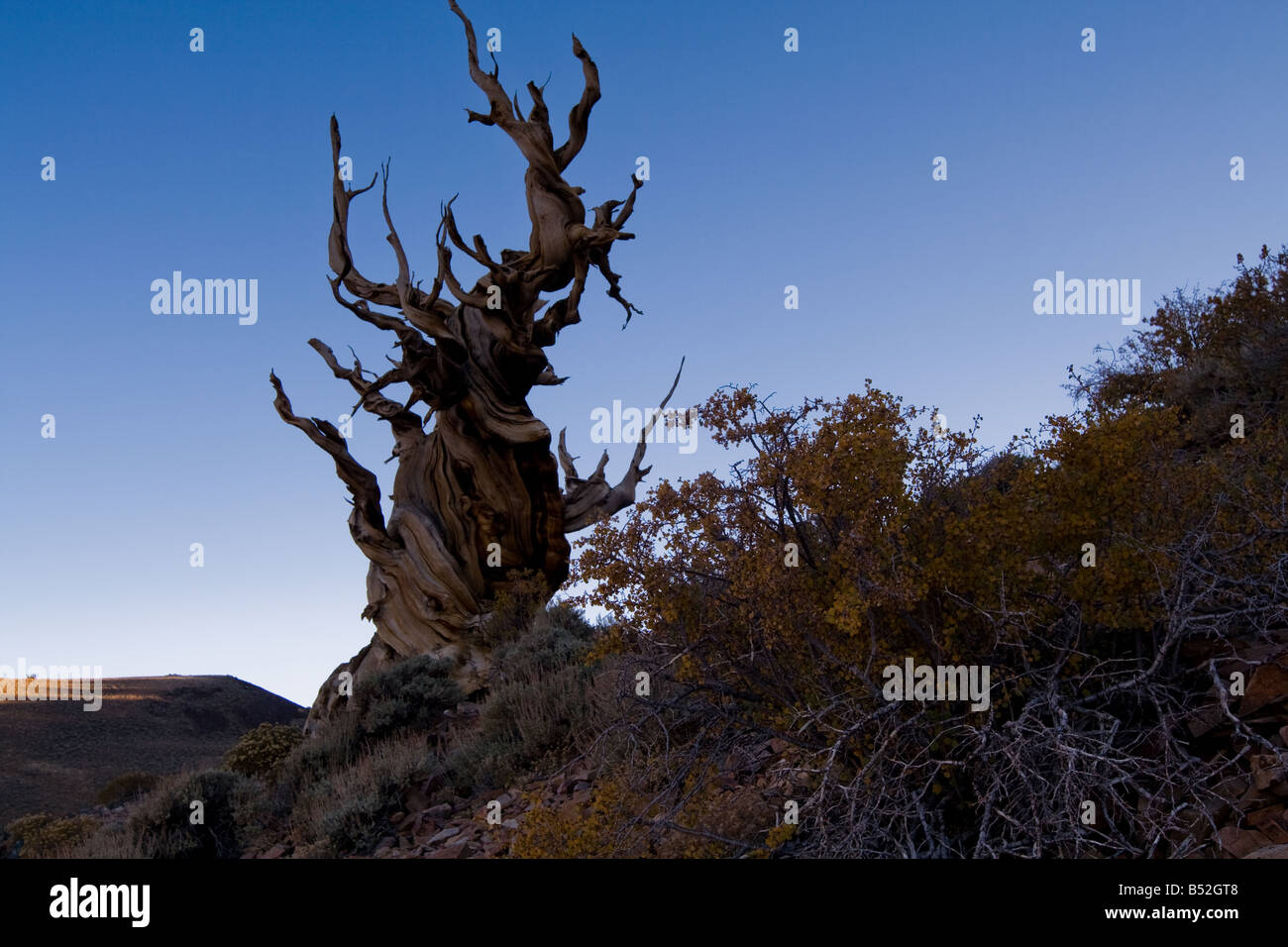 Schulman Grove, Bristlecone Pine Forest, White Mountains Foto Stock
