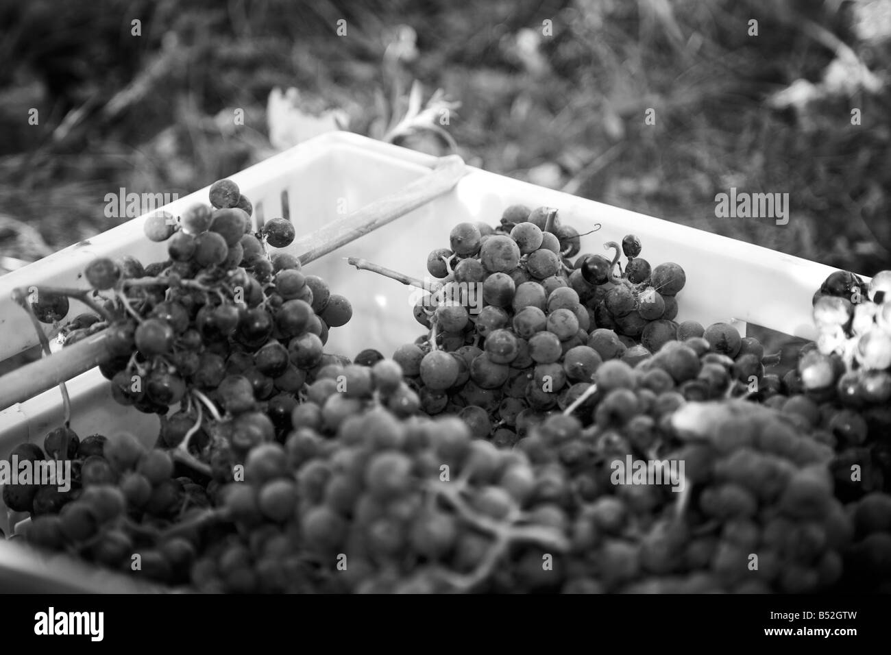 Cesto di brucatura a mano mature merlot uve da vino Foto Stock