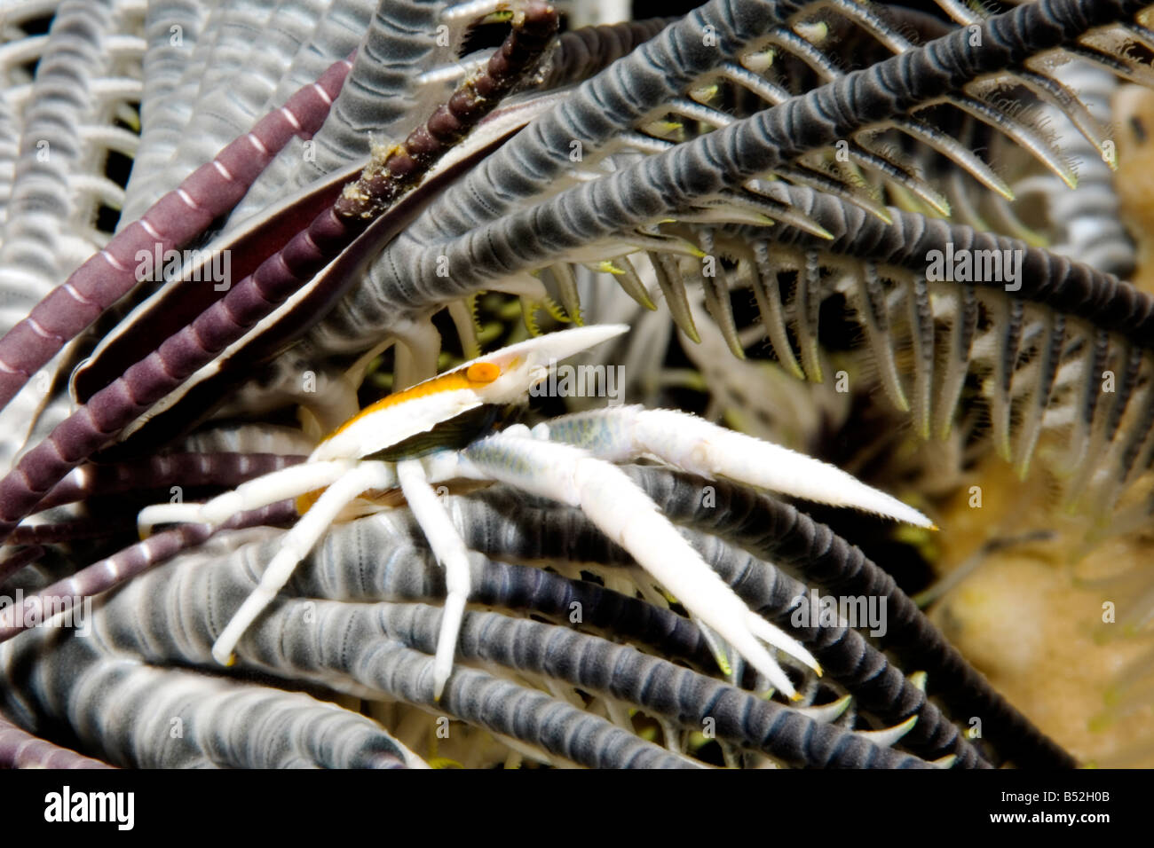 Questi minuscoli elegante squat gli astici sono commensale su crinoidi o stelle piuma e prendere il loro colore dall'host Foto Stock