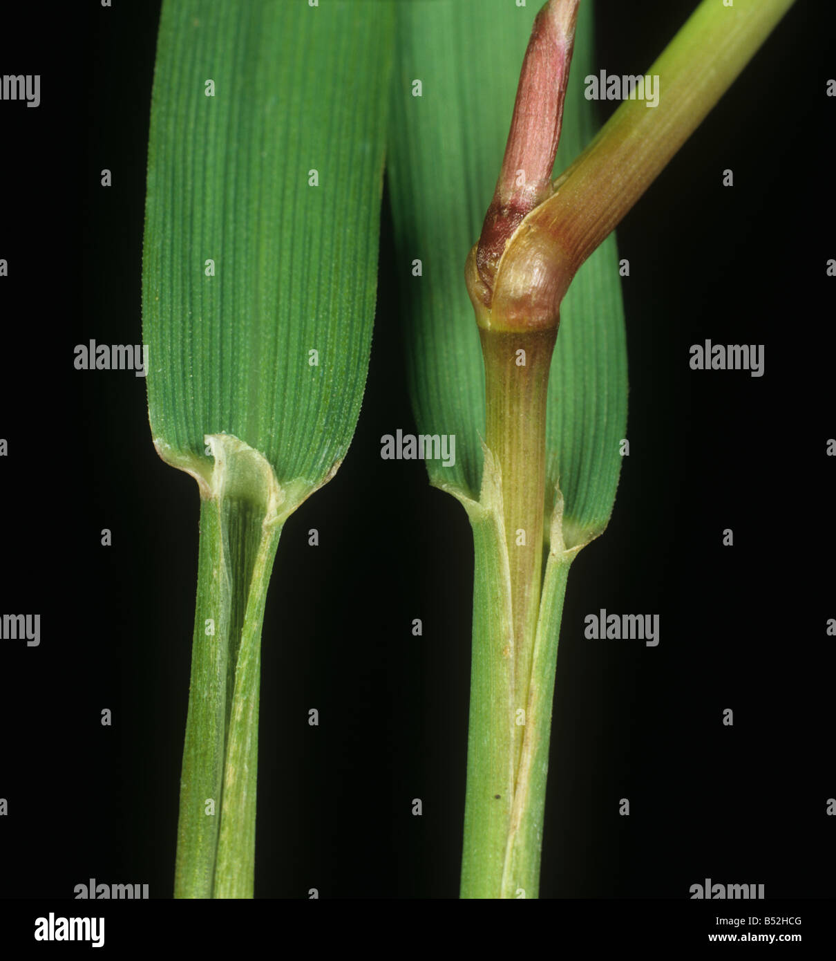 Piegate nero o rosso top Agrostis gigantea ligules foglia e nodo culm shoot Foto Stock