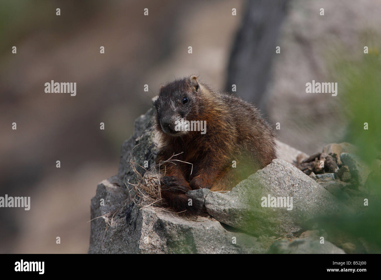 Marmotta di ventre giallo Marmota flaviventris su una roccia nei pressi del ponte di pesca il parco di Yellowstone e nel mese di luglio Foto Stock