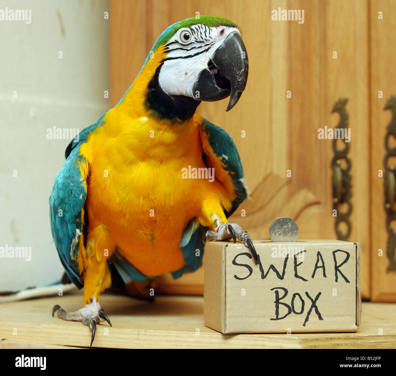Un fallo con imboccatura a pappagallo con un accento di Glasgow è stato trovato dopo aver corso mancante. Tia del blu e oro macaw fuggirono il suo pesce persico dopo riscaldamento centrale ingegneri lasciato la porta della sua casa aperta. I suoi proprietari hanno fatto appello per la gente del luogo in Yoker, Glasgow, per mantenere le loro orecchie aperte per il suo blu mattane. La 3ft bird afferma 'Hiya," "Geeza kiss,' e 'Voi siete dancin?". La 3ft bird afferma 'Hiya," "Geeza ye dancin?". Ma egli ha anche trot out 'F*** off, ' e 'Ya b******'. Proprietari Celia Stevens e Andrew Holmes sono tolte per averlo indietro. "Egli solo giura per ottenere attenzione perché egli conosce la gente si fermerà e ascoltare. Foto Stock