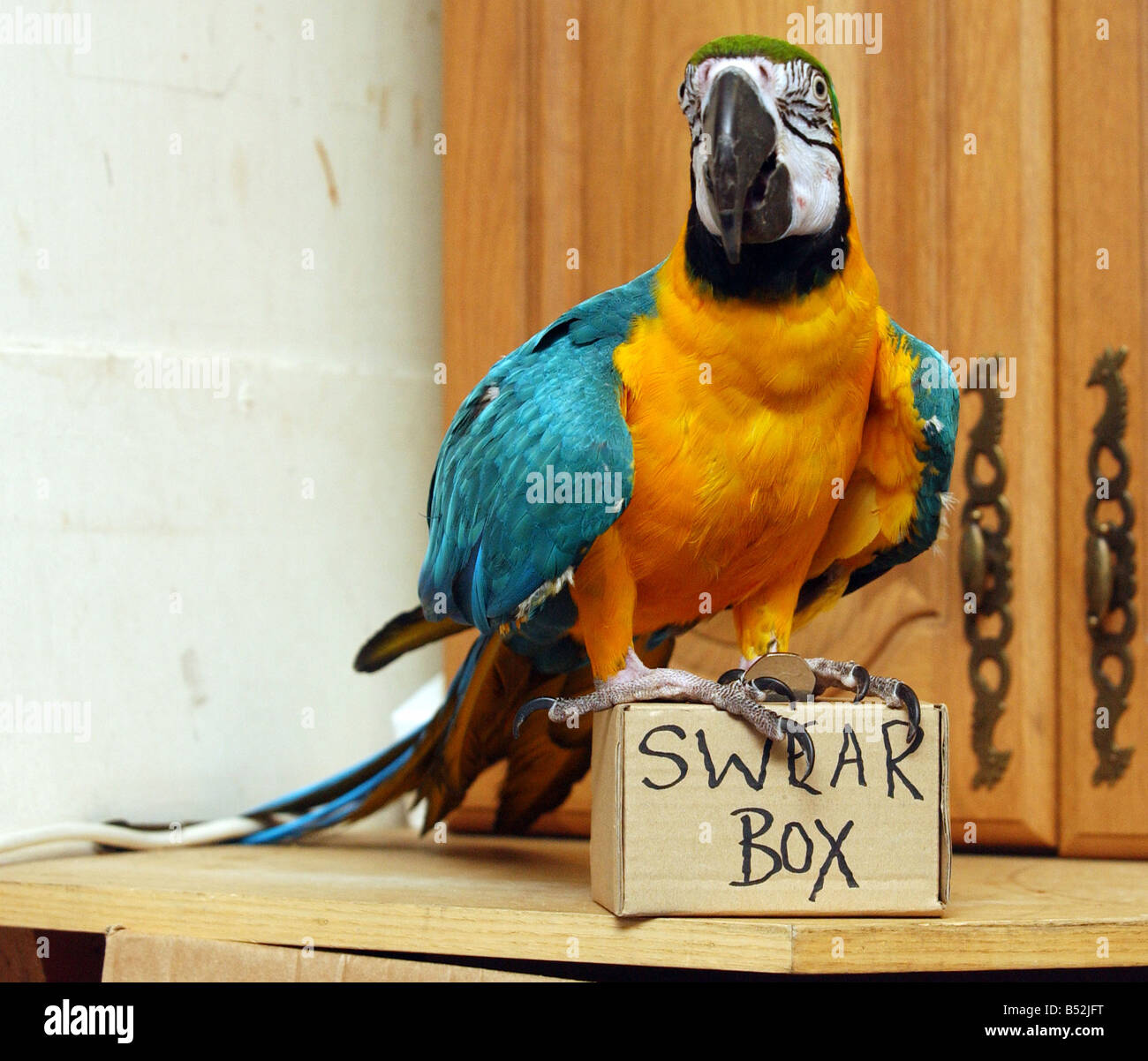 Un fallo con imboccatura a pappagallo con un accento di Glasgow è stato trovato dopo aver corso mancante. Tia del blu e oro macaw fuggirono il suo pesce persico dopo riscaldamento centrale ingegneri lasciato la porta della sua casa aperta. I suoi proprietari hanno fatto appello per la gente del luogo in Yoker, Glasgow, per mantenere le loro orecchie aperte per il suo blu mattane. La 3ft bird afferma 'Hiya," "Geeza kiss,' e 'Voi siete dancin?". La 3ft bird afferma 'Hiya," "Geeza ye dancin?". Ma egli ha anche trot out 'F*** off, ' e 'Ya b******'. Proprietari Celia Stevens e Andrew Holmes sono tolte per averlo indietro. "Egli solo giura per ottenere attenzione perché egli conosce la gente si fermerà e ascoltare. Foto Stock