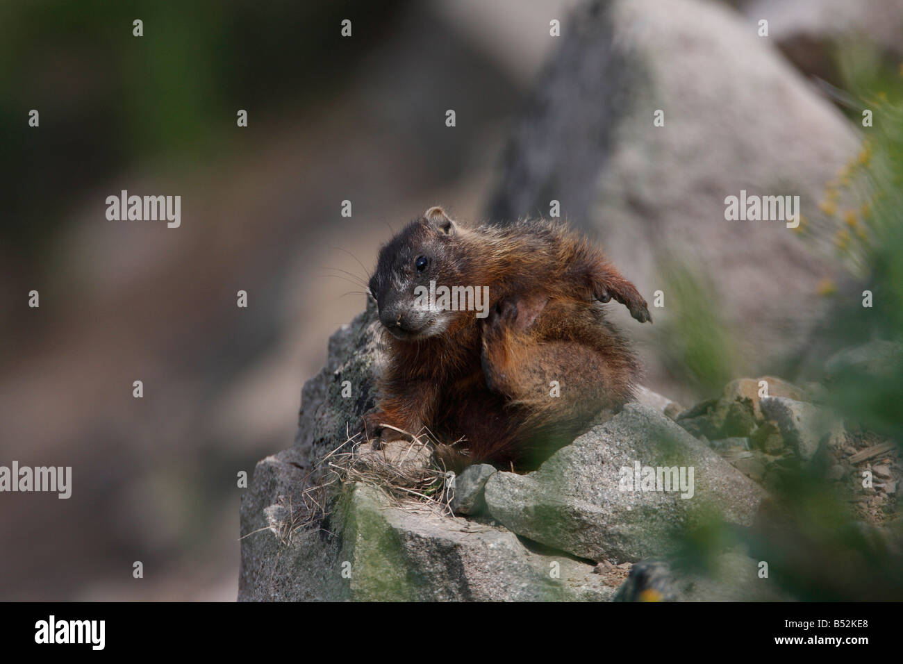 Marmotta di ventre giallo Marmota flaviventris graffi su una roccia nei pressi del ponte di pesca il parco di Yellowstone e nel mese di luglio Foto Stock