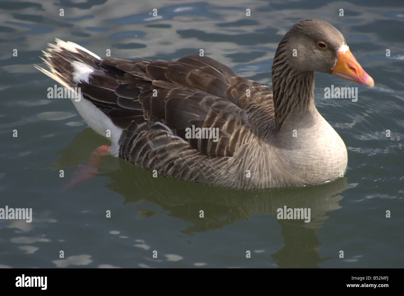 Oca graylag piscina lago soleggiato leybourne kent england Regno Unito Europa Foto Stock