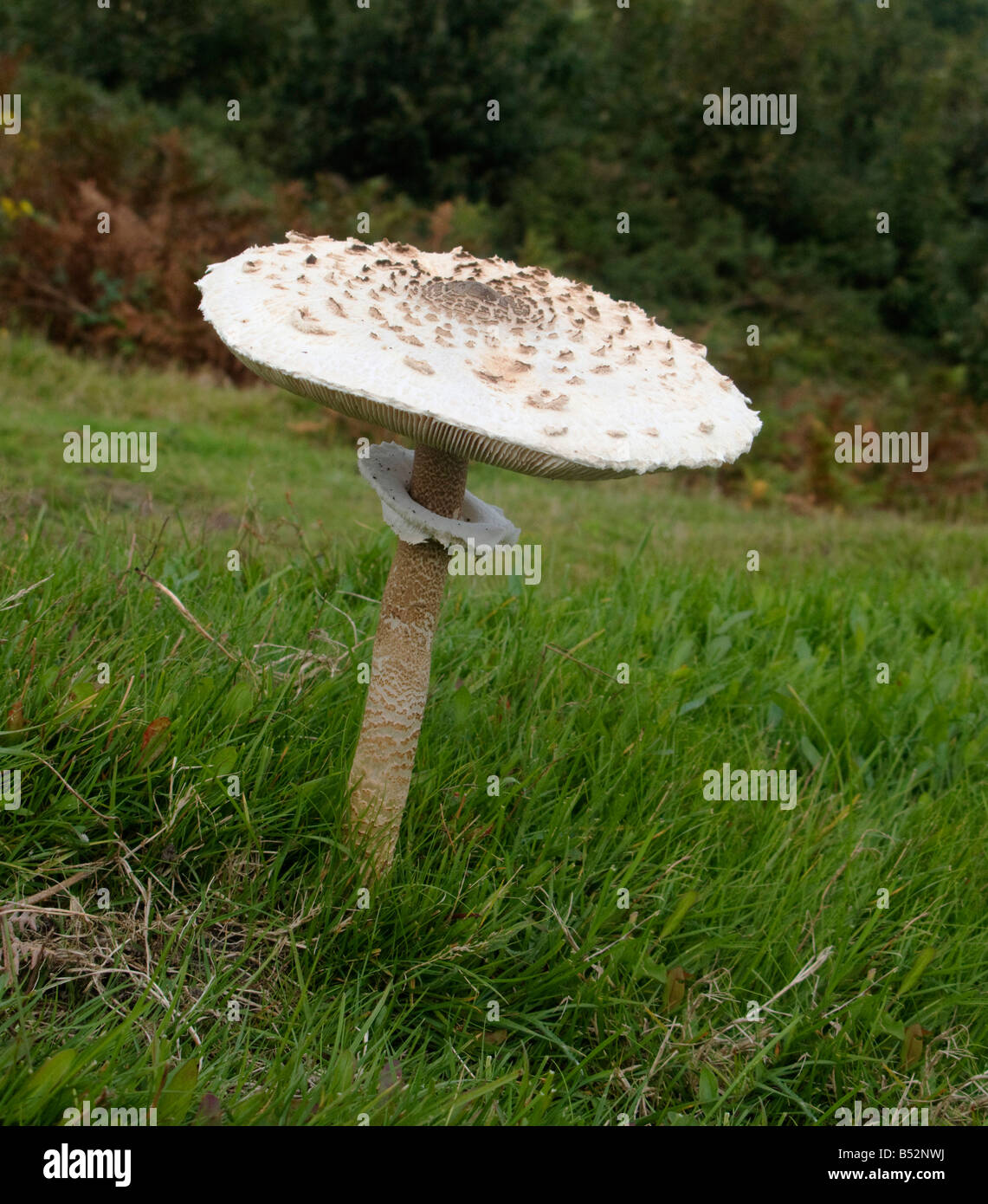 Parasol (fungo Lepiota procera) a Studland, Isle of Purbeck, Dorset, Regno Unito Foto Stock