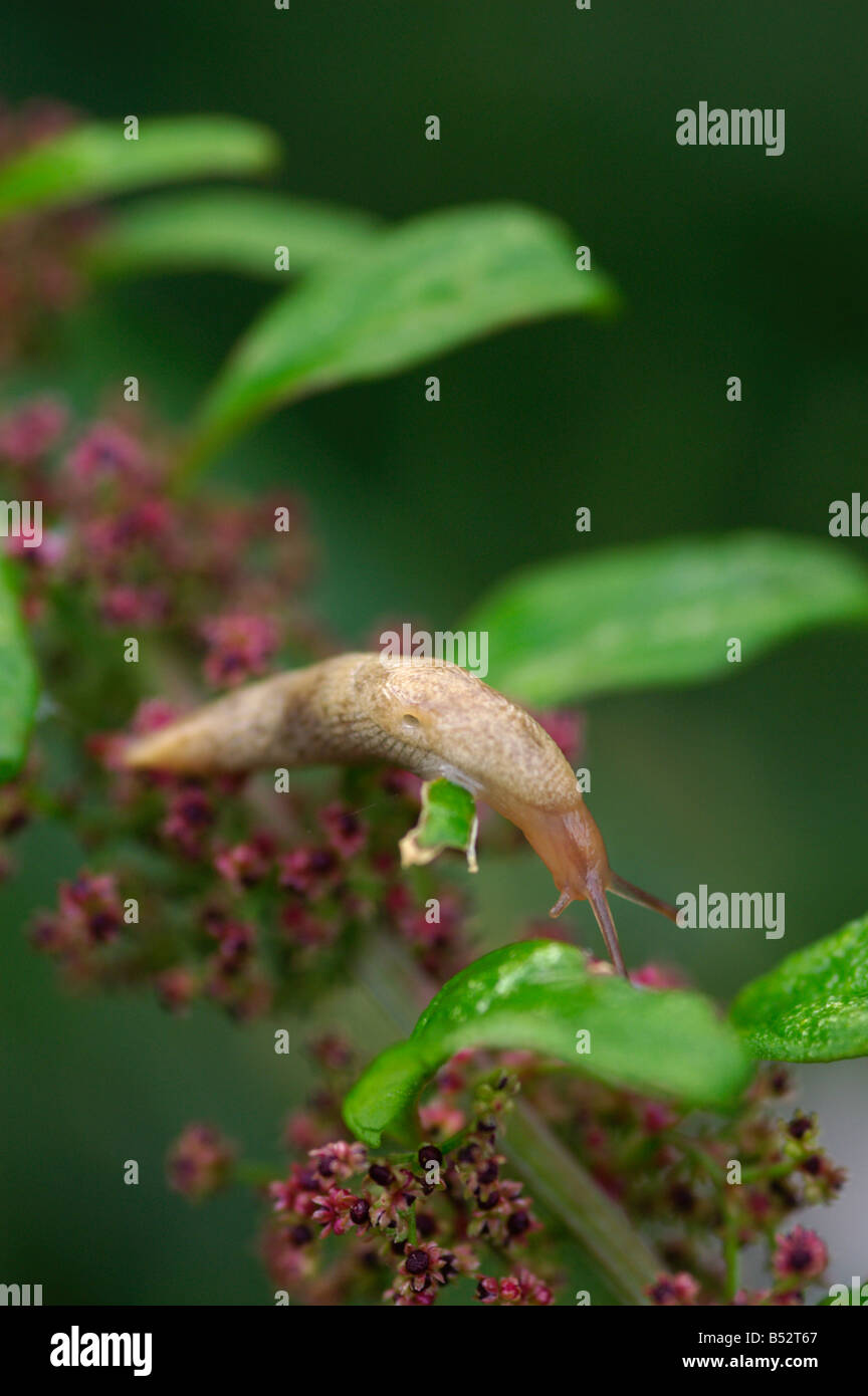 Limax flavus slug giallo Foto Stock