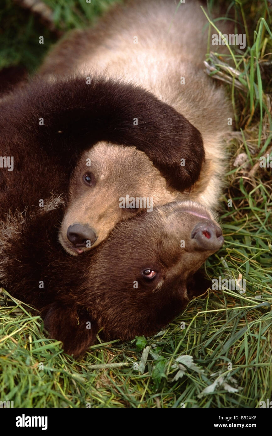 Primo piano di due orso bruno cubs wrestling Alaska Wildlife Conservation Centre centromeridionale captive Foto Stock