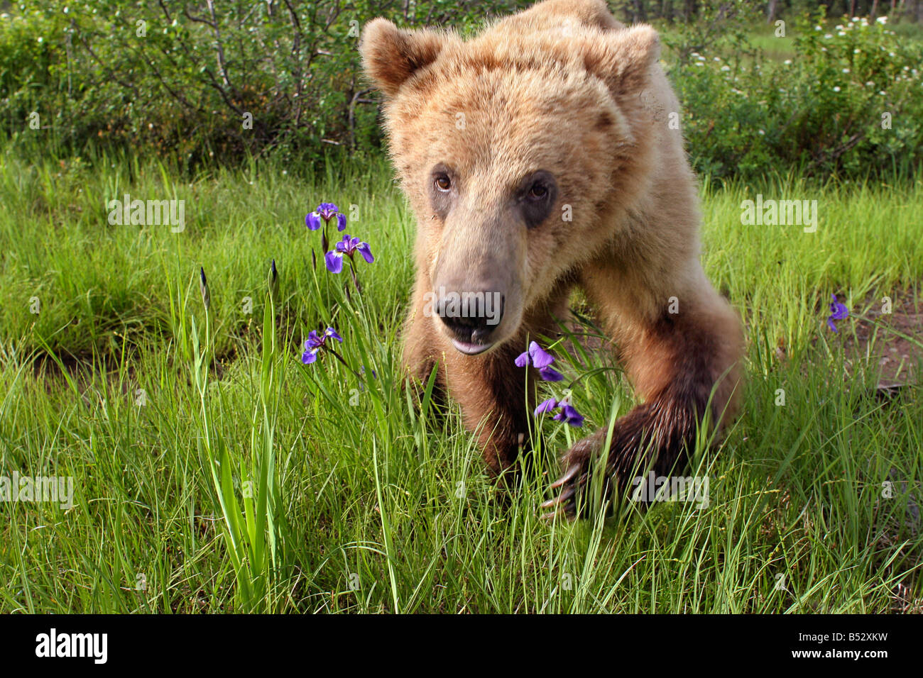 Giovani grizzly camminare in prati di fiori selvatici centromeridionale Alaska estate Foto Stock