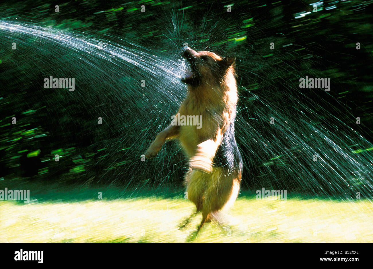Berger allemand Deutscher Schaeferhund pastore tedesco Canis lupus familiaris in esecuzione attraverso acqua alsaziano animali Berger alle Foto Stock