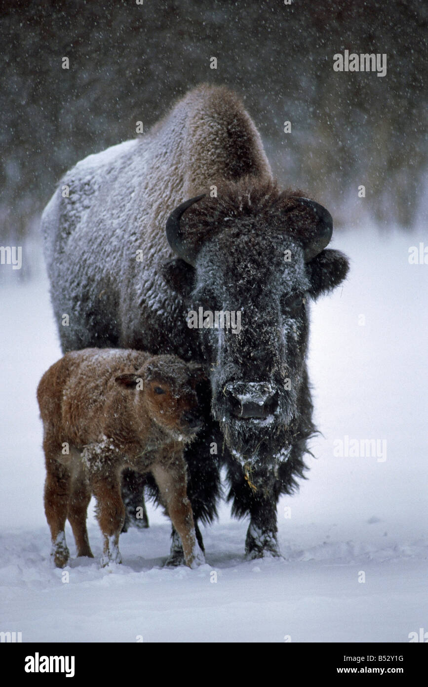 Latte di mucca e di pianure di vitello Bison nella neve a AK Wildlife Conservation Centre captive Foto Stock