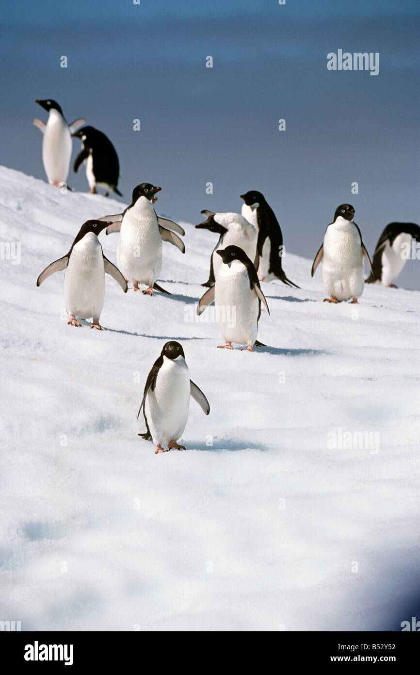 Adelie Penguins permanente sulla iceberg nel Sud Atlantico Antartide estate Foto Stock