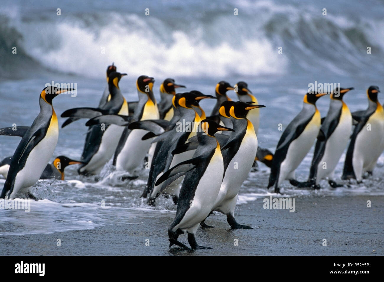 Gruppo di Re Pinguini camminare in surf sulla spiaggia Isola Georgia del Sud Antartico estate Foto Stock