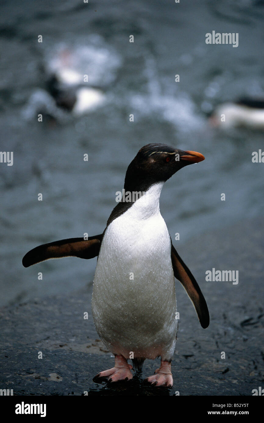 Pinguino saltaroccia fresco dell'oceano gocciolante Isole Falkland Isole a sud dell'Oceano Atlantico estate Foto Stock