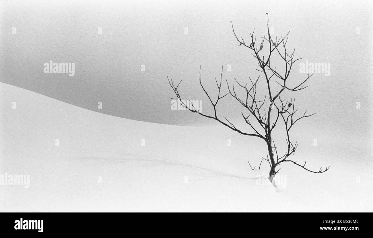 Lone Tree sorge vegli su di un paesaggio invernale Hatcher Pass centromeridionale Alaska Foto Stock