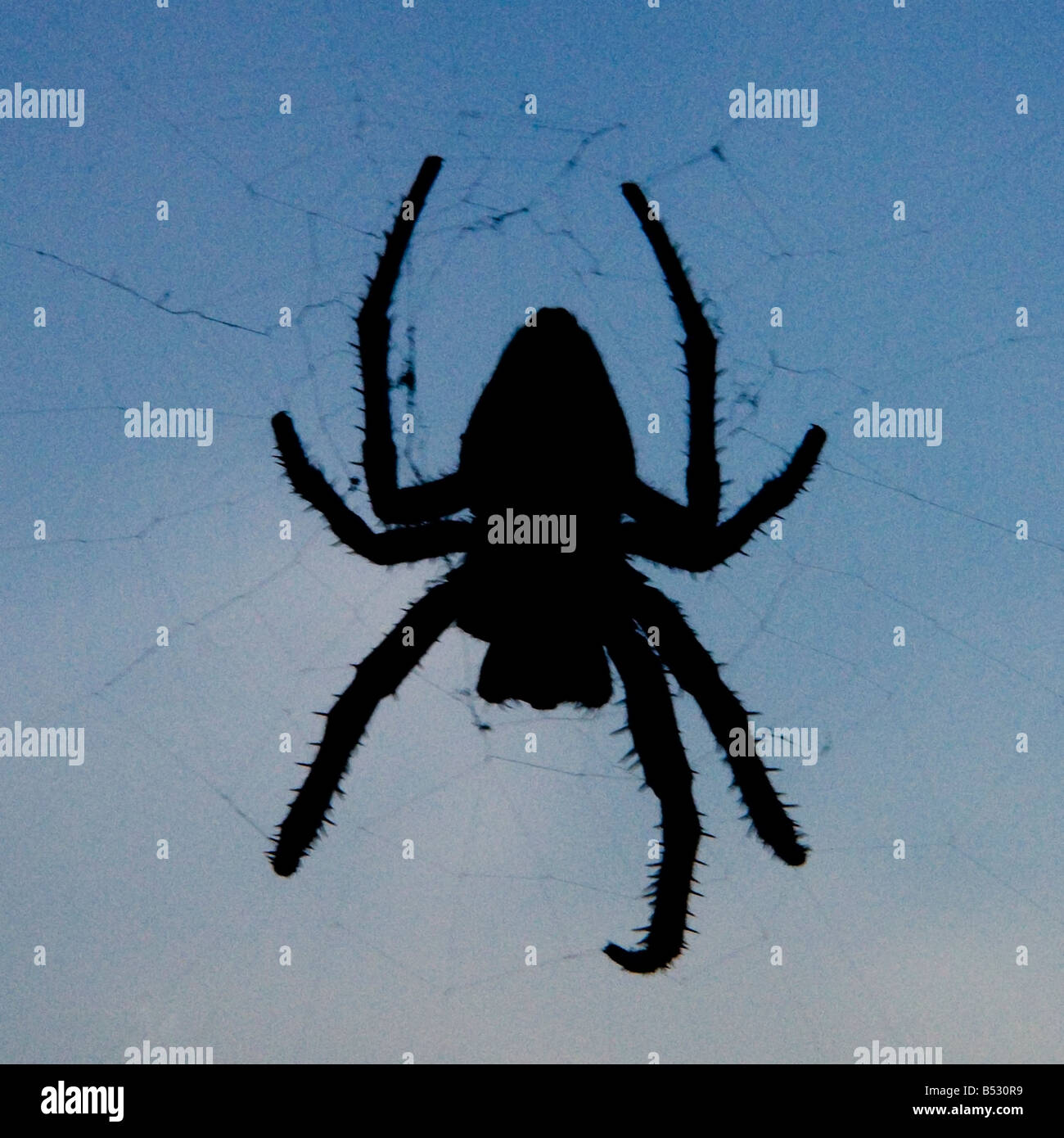Una silhouette di un ragno Foto Stock