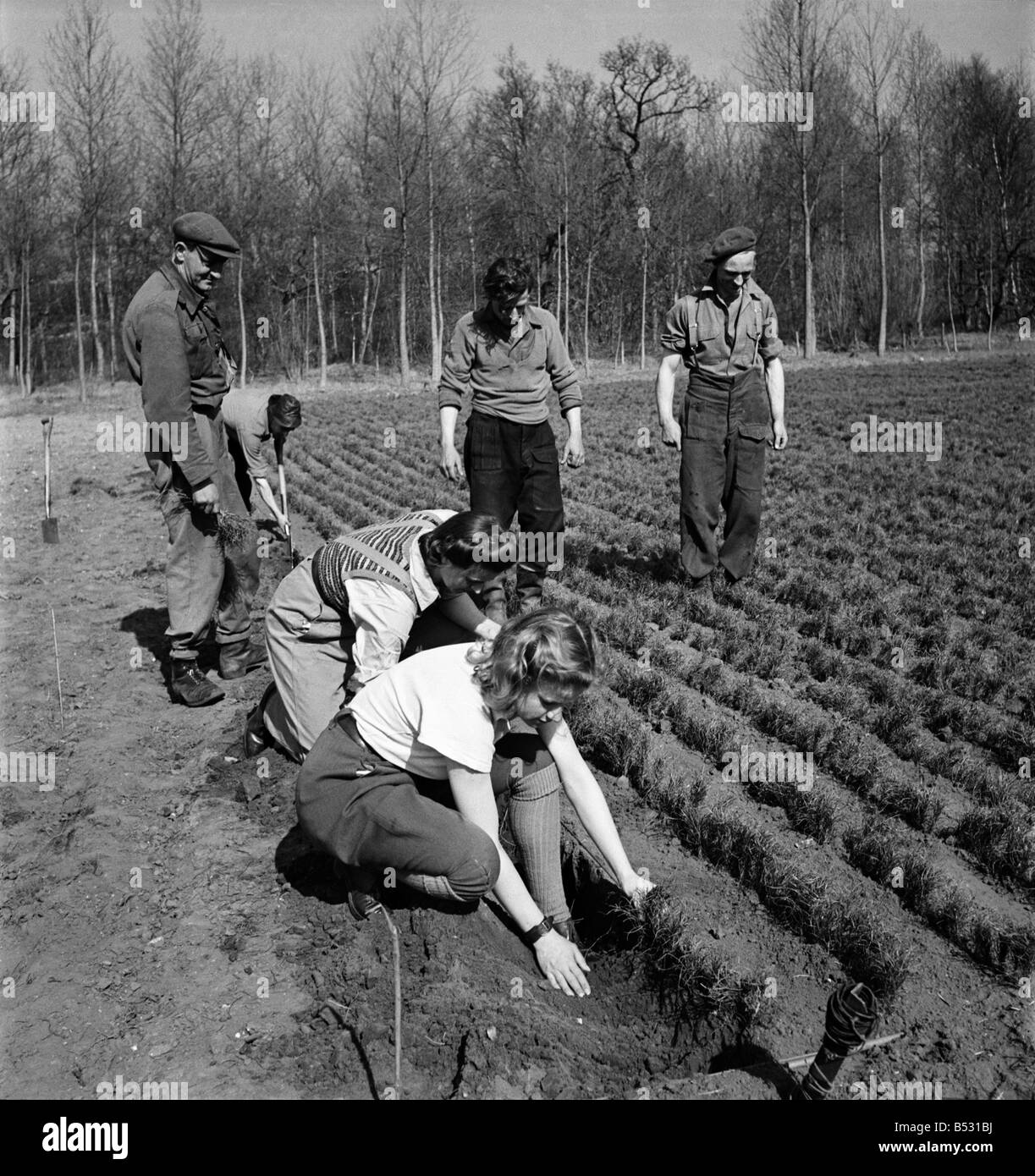 Commissione forestale lavoratori piantare una nuova foresta a Theford Chase in Norfolk.
abbattimento di alberi. O7522 - 002 Foto Stock