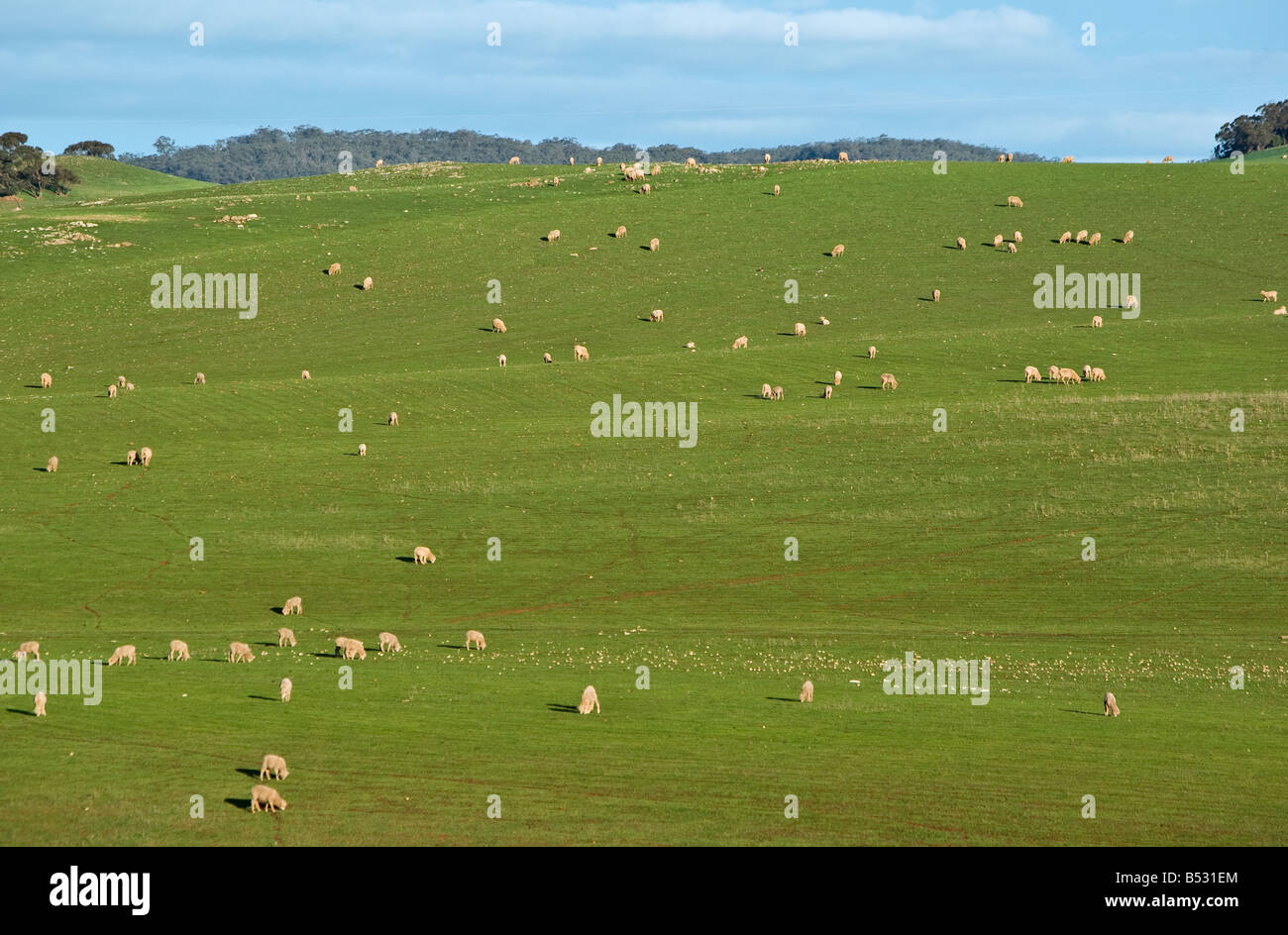 Grande immagine di pecore nel verde delle colline di erba Foto Stock