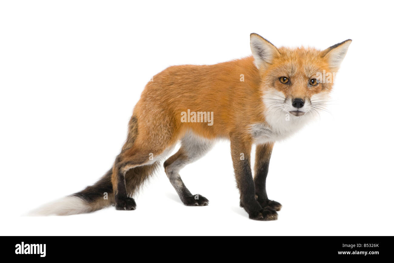 Red Fox 4 anni Vulpes vulpes davanti a uno sfondo bianco Foto Stock