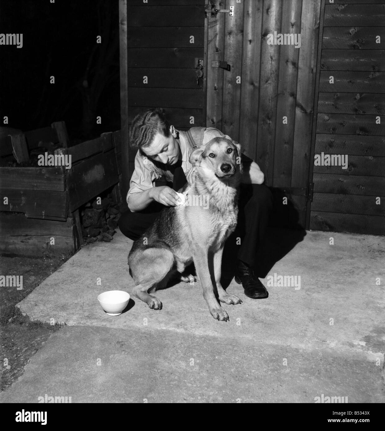 Rajah alsaziano cane di polizia che è stato ferito da un bandito durante una rapina a Brookmans Park, Hertfordshire. È visto qui hanno avvolto il suo vestito dal suo handler PC Ernie Pugh.. Marzo 1952 C1320 Foto Stock