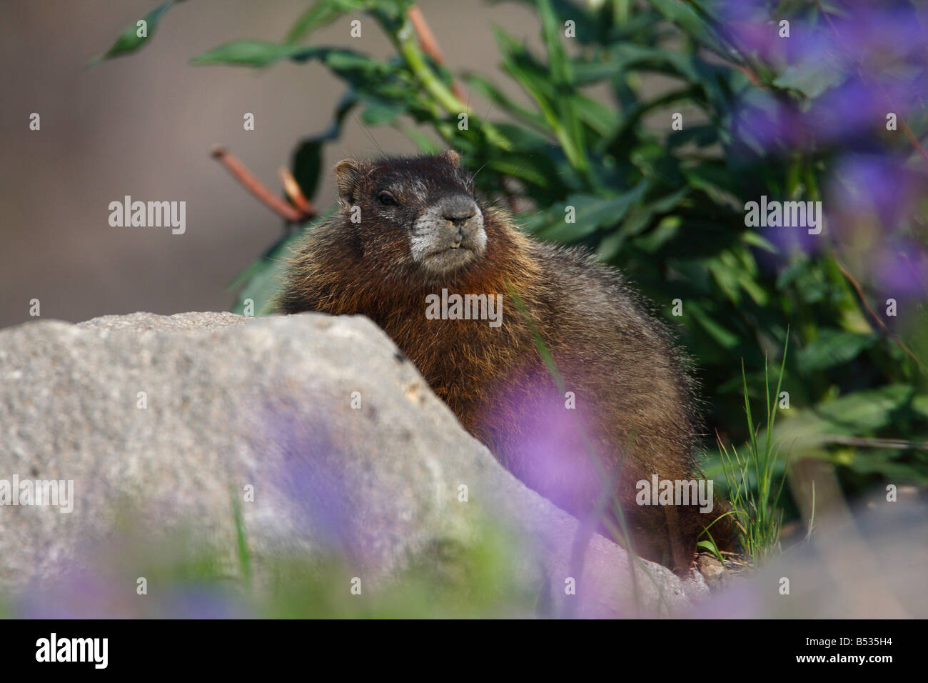 Marmotta di ventre giallo Marmota flaviventris su una roccia nei pressi del ponte di pesca il parco di Yellowstone e nel mese di luglio Foto Stock