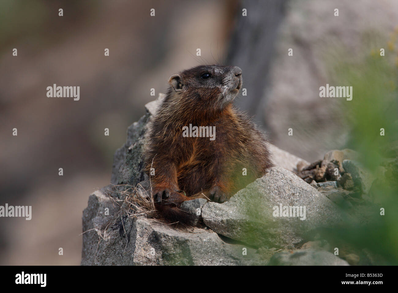 Marmotta di ventre giallo Marmota flaviventris su una roccia nei pressi del ponte di pesca il parco di Yellowstone e nel mese di luglio Foto Stock