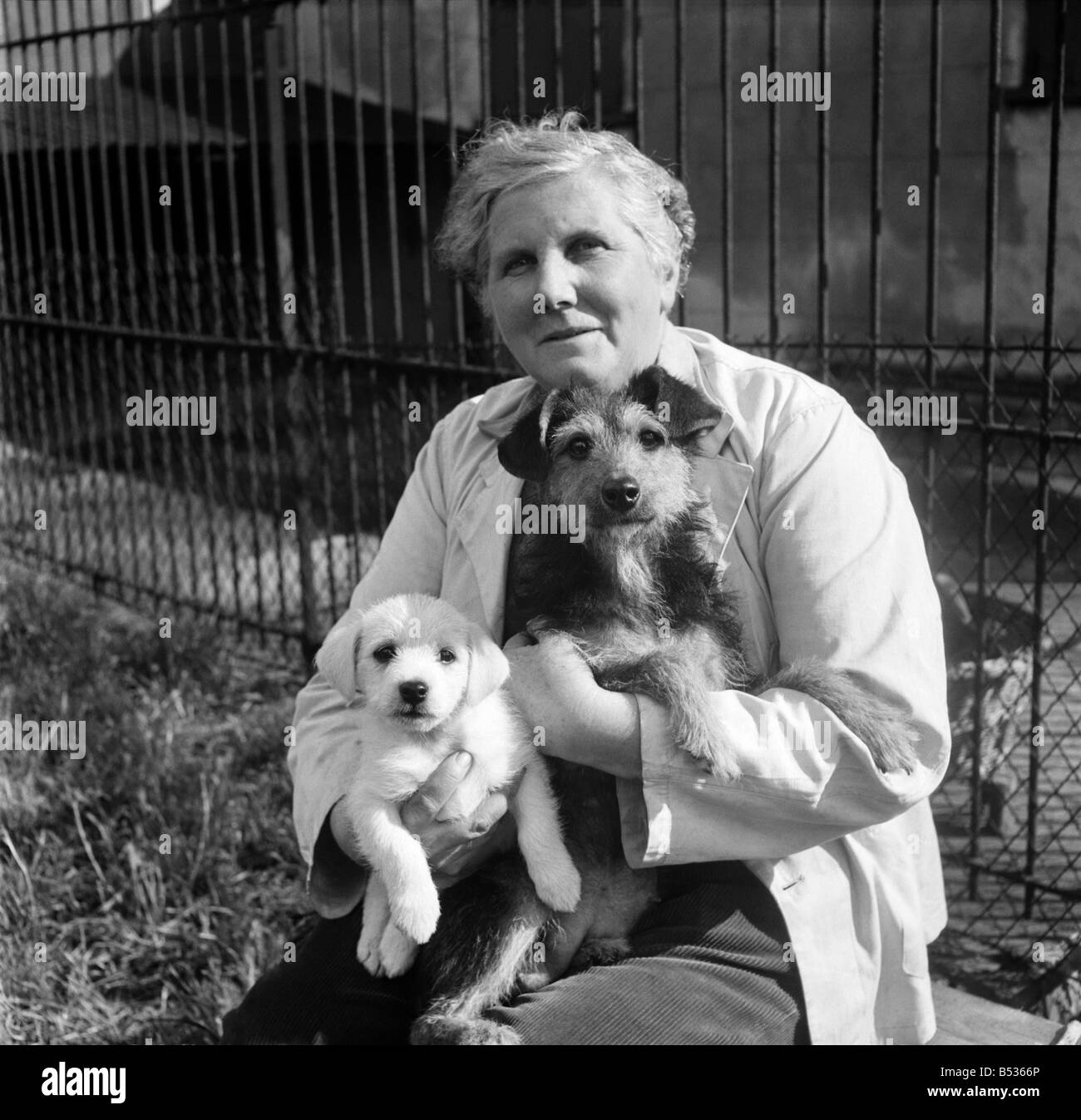 Gli animali al principe Rock cani e gatti casa Plymouth. Agosto 1950 O25406-001 Foto Stock