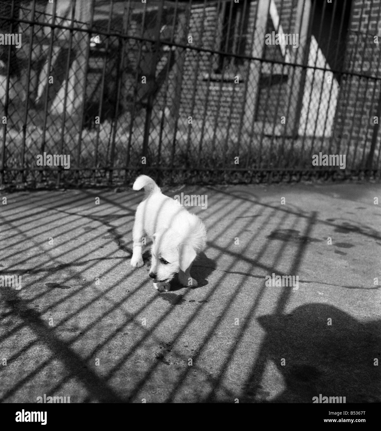 Gli animali al principe Rock cani e gatti casa Plymouth. Agosto 1950 O25406-012 Foto Stock