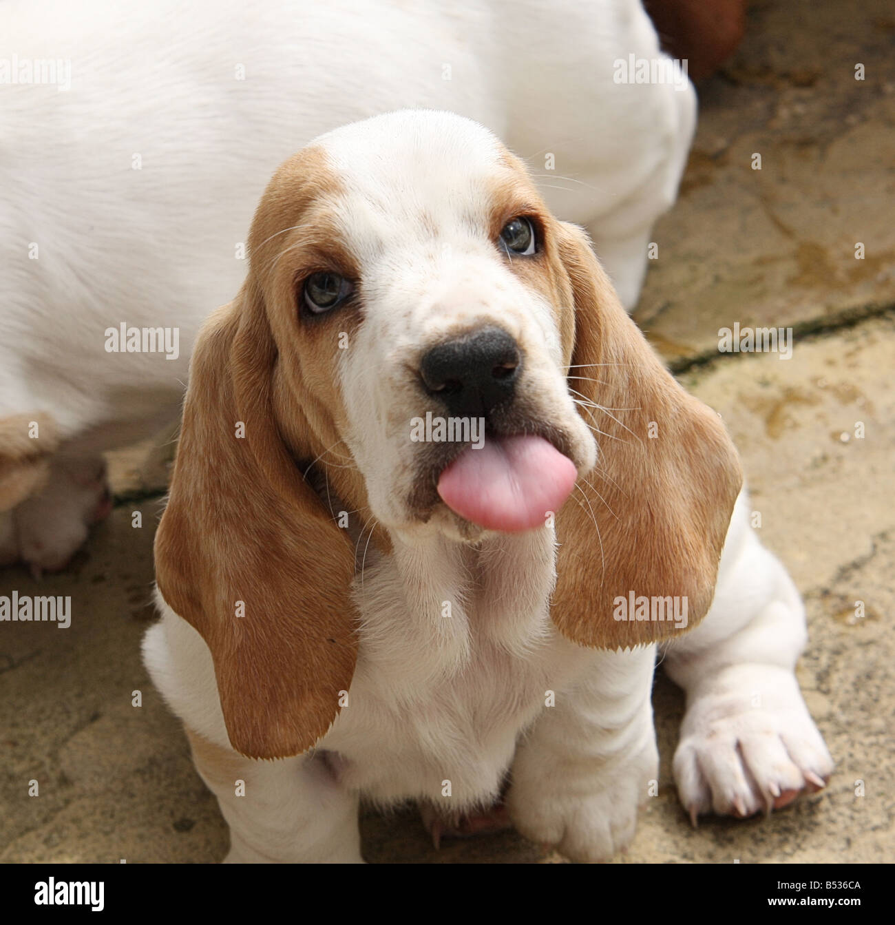 Basset Hound cucciolo di dover praticare la lingua di fuori Foto stock -  Alamy