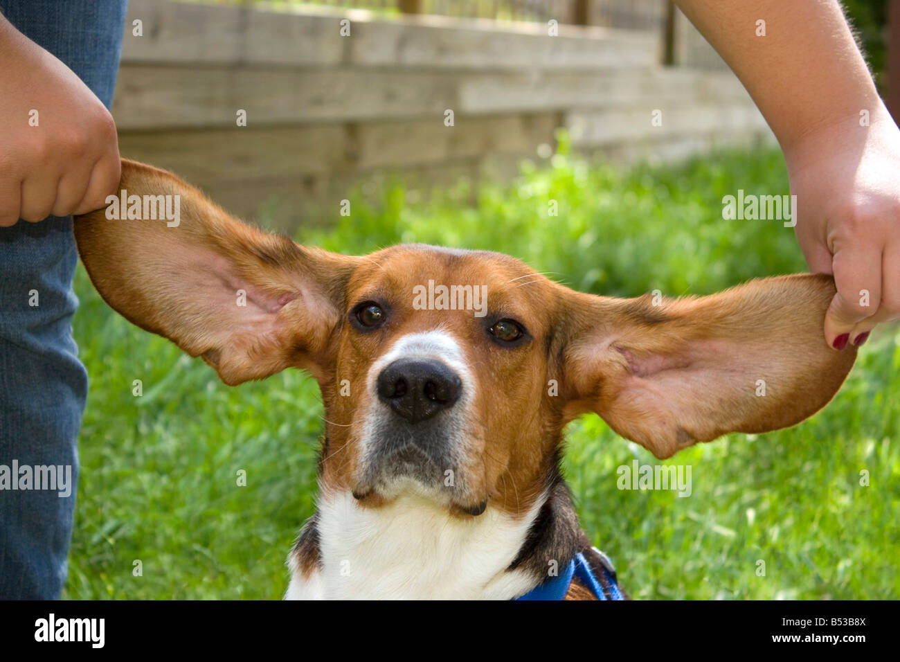 Un simpatico giovane cucciolo beagle con enormi orecchie floopy Foto Stock