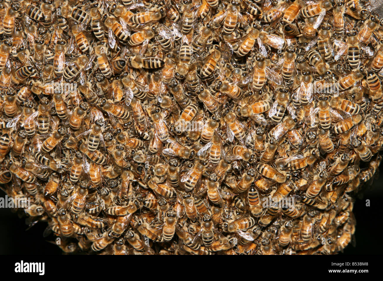 Uno sciame di api da miele selvatici clustering in una grande palla Foto Stock