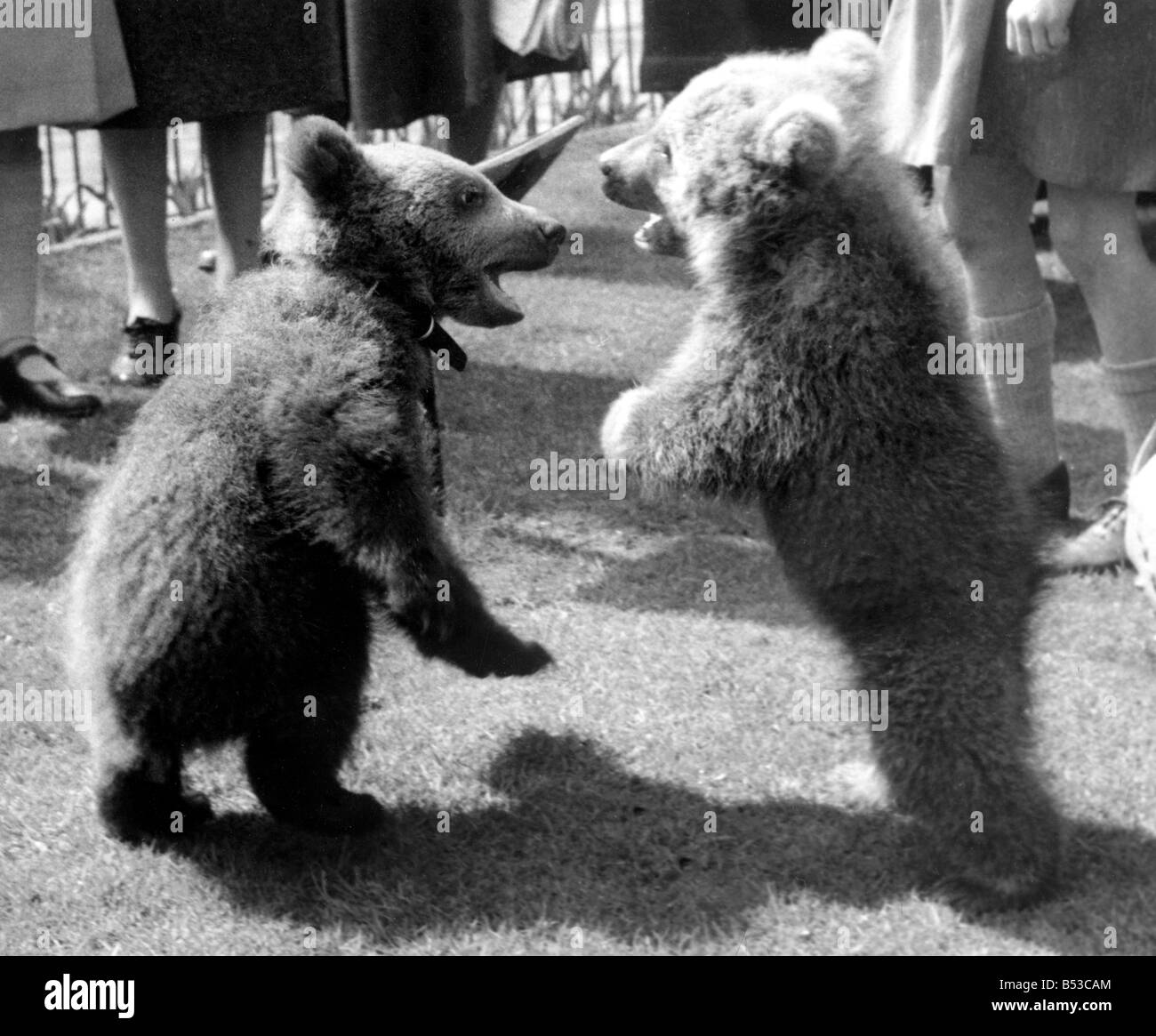 2 cuccioli di orso in piedi sulle loro gambe di cerva con la bocca aperta Foto Stock