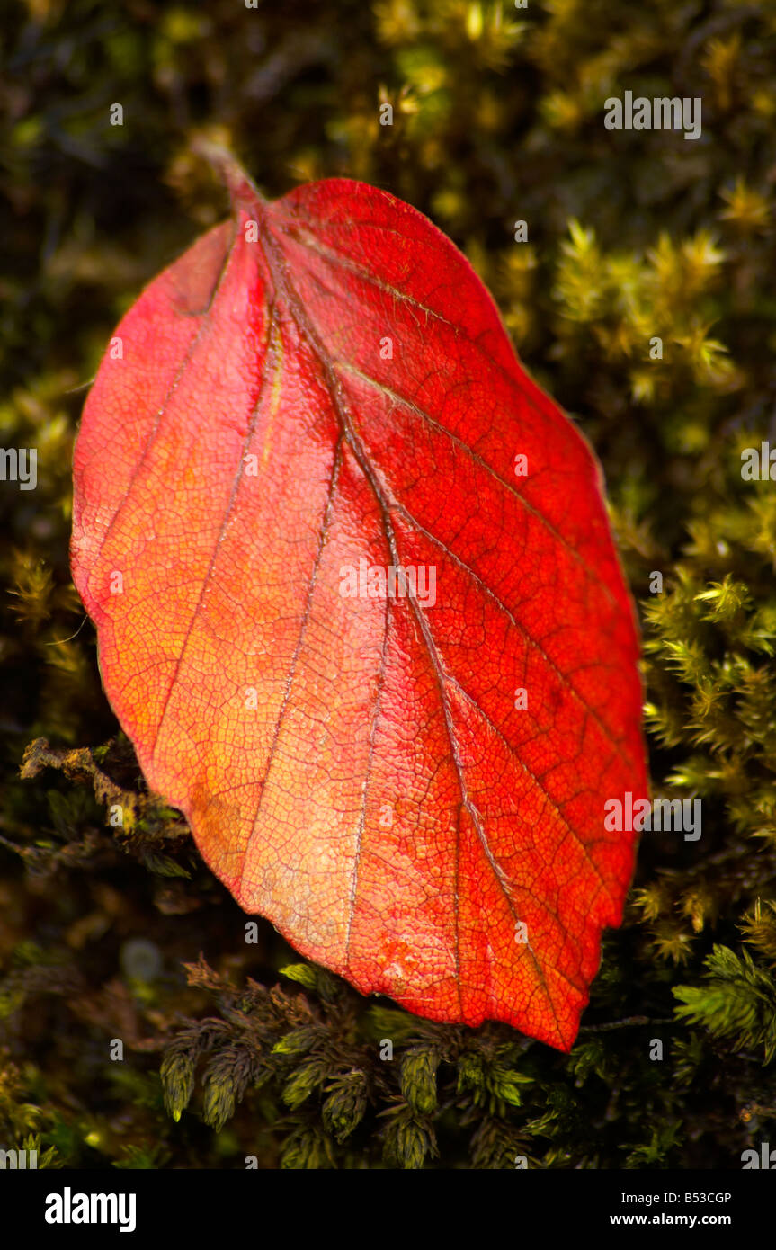 Caduto foglie rosso recante su moss nella brughiera foresta nella valle del Dart a Dartmeet Dartmoor Devon Regno Unito Foto Stock
