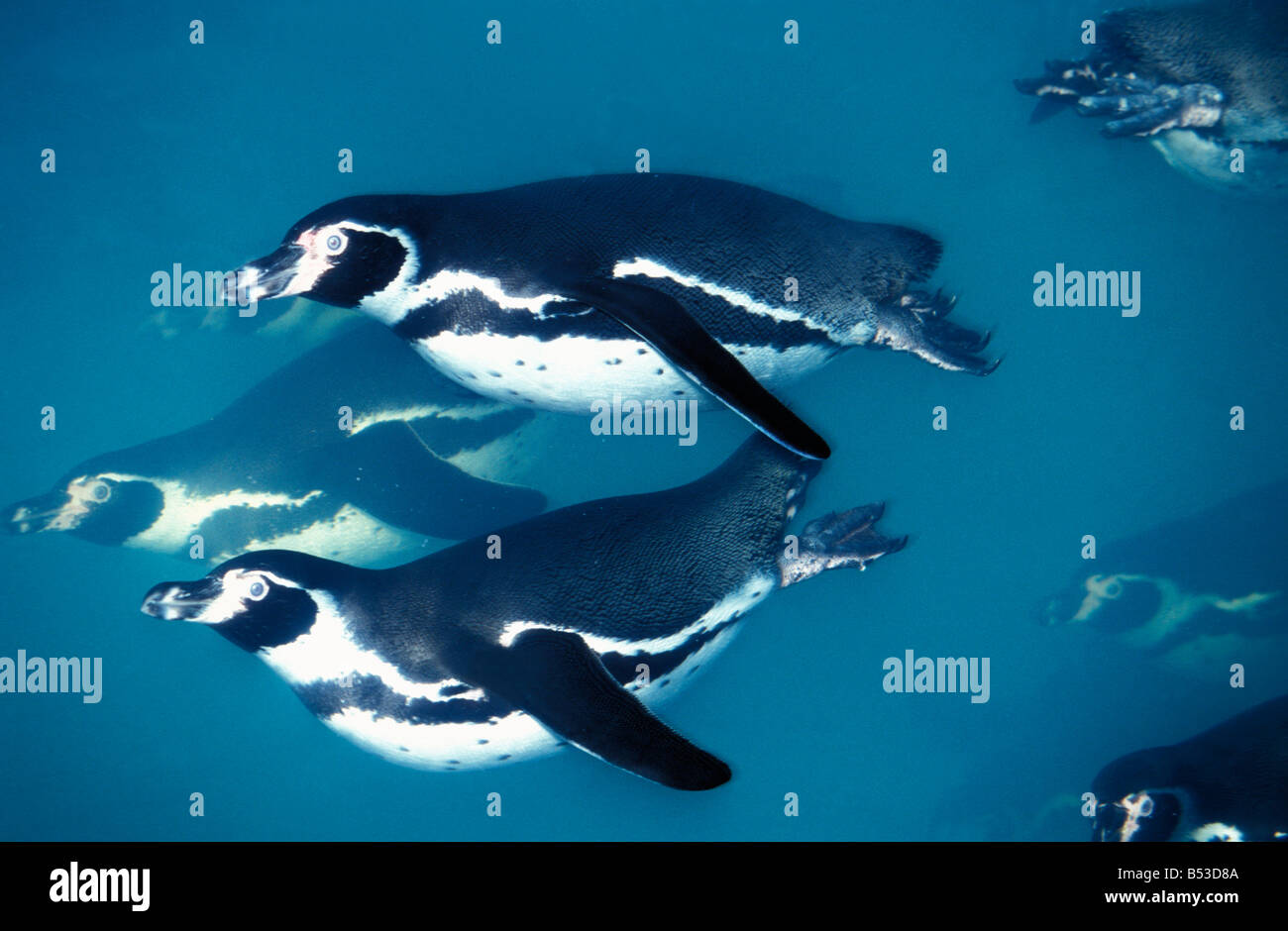 Manchot du Cap Jackass Penguin Spheniscus demersus woodfall subacquea uccello selvatico dei pinguini pinguini Jackass flightless sphenis aves Foto Stock