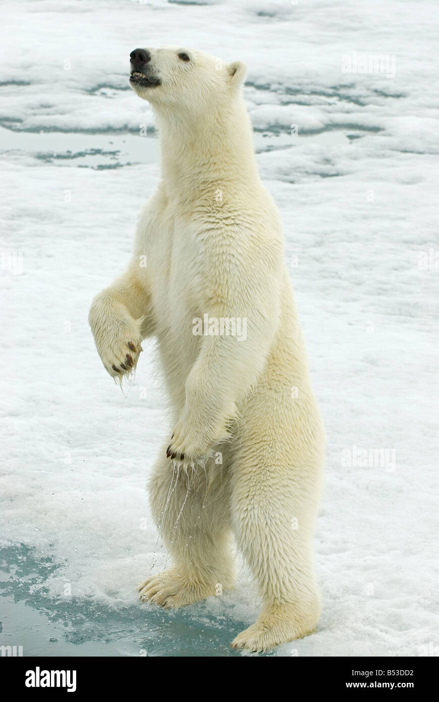 Orso Polare Ursus Maritimus Thalarctos Maritimus In Piedi In orso-polare-ursus-maritimus-thalarctos-maritimus-in-piedi-in