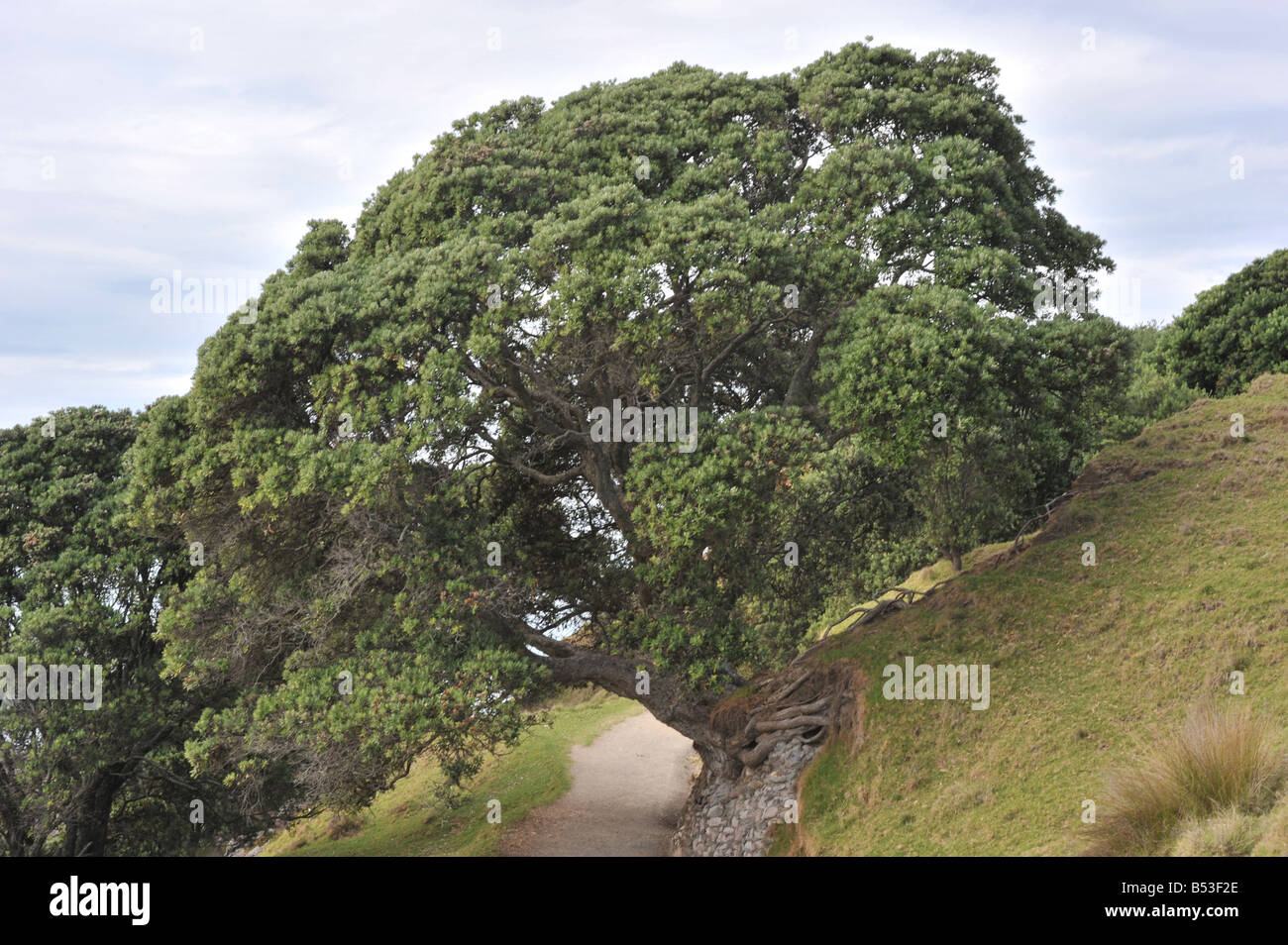 Nuova Zelanda albero di Natale Mount Maunganui base via a piedi Foto Stock