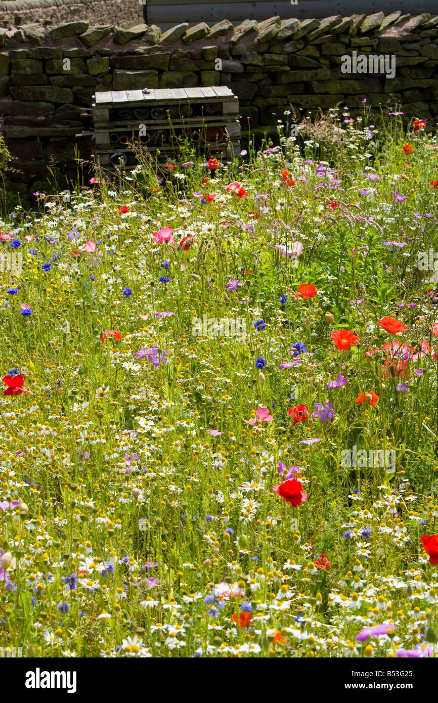 Area selvaggia in un giardino di campagna con papaveri Foto Stock