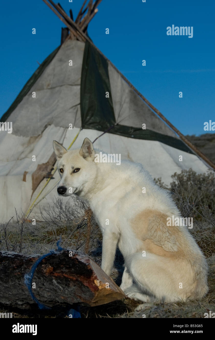 Un cane in Tsaatan Encampment Mongolia settentrionale Foto Stock
