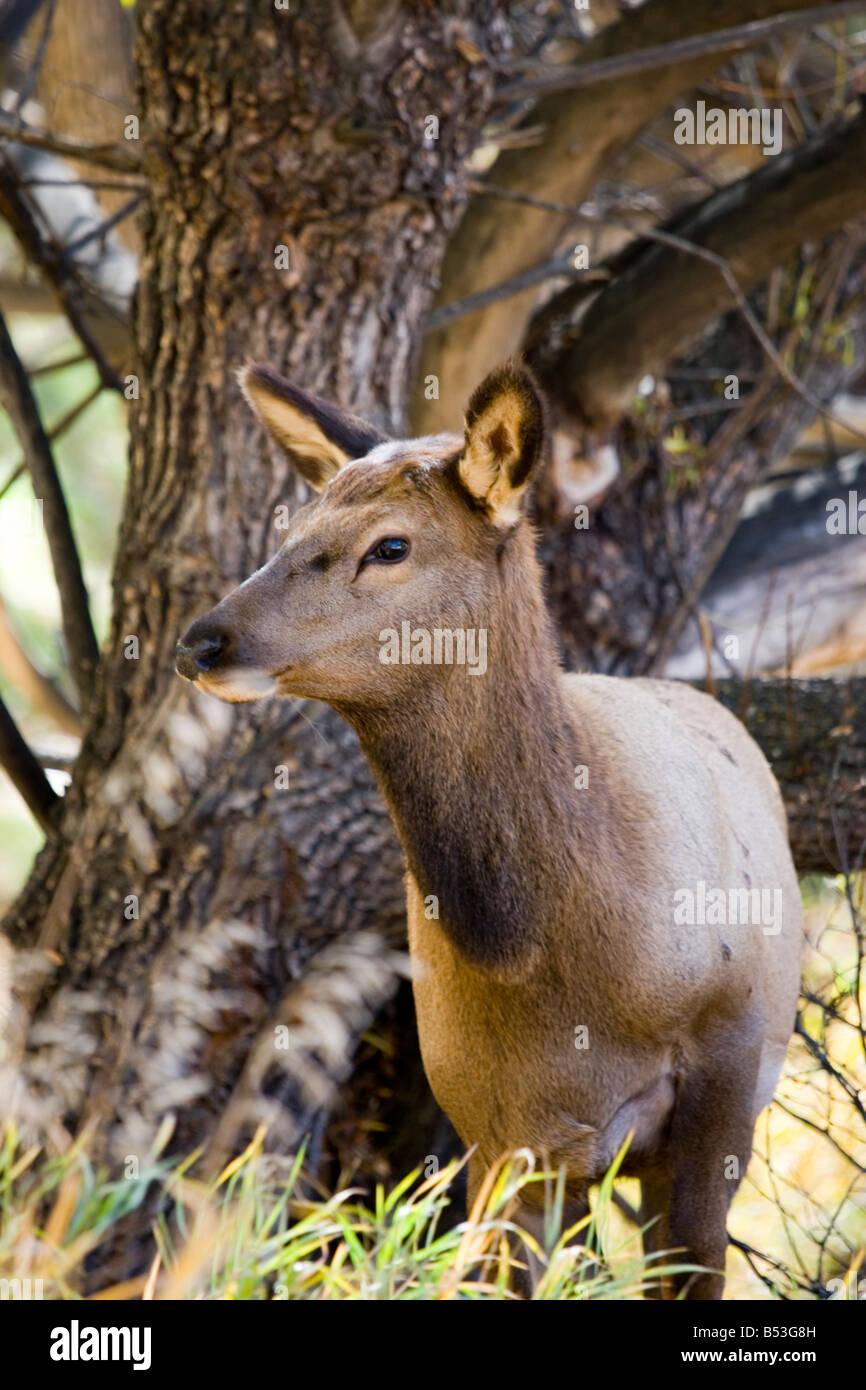 Ritratto di un vitello Elk Foto Stock