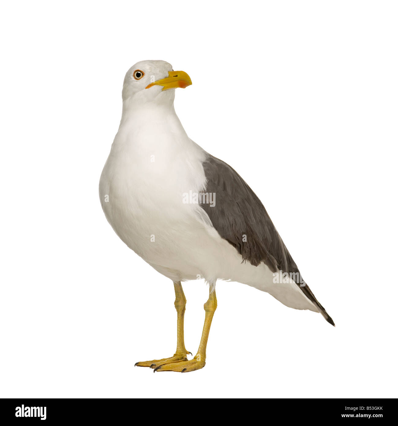 Herring Gull Larus argentatus 3 anni davanti a uno sfondo bianco Foto Stock
