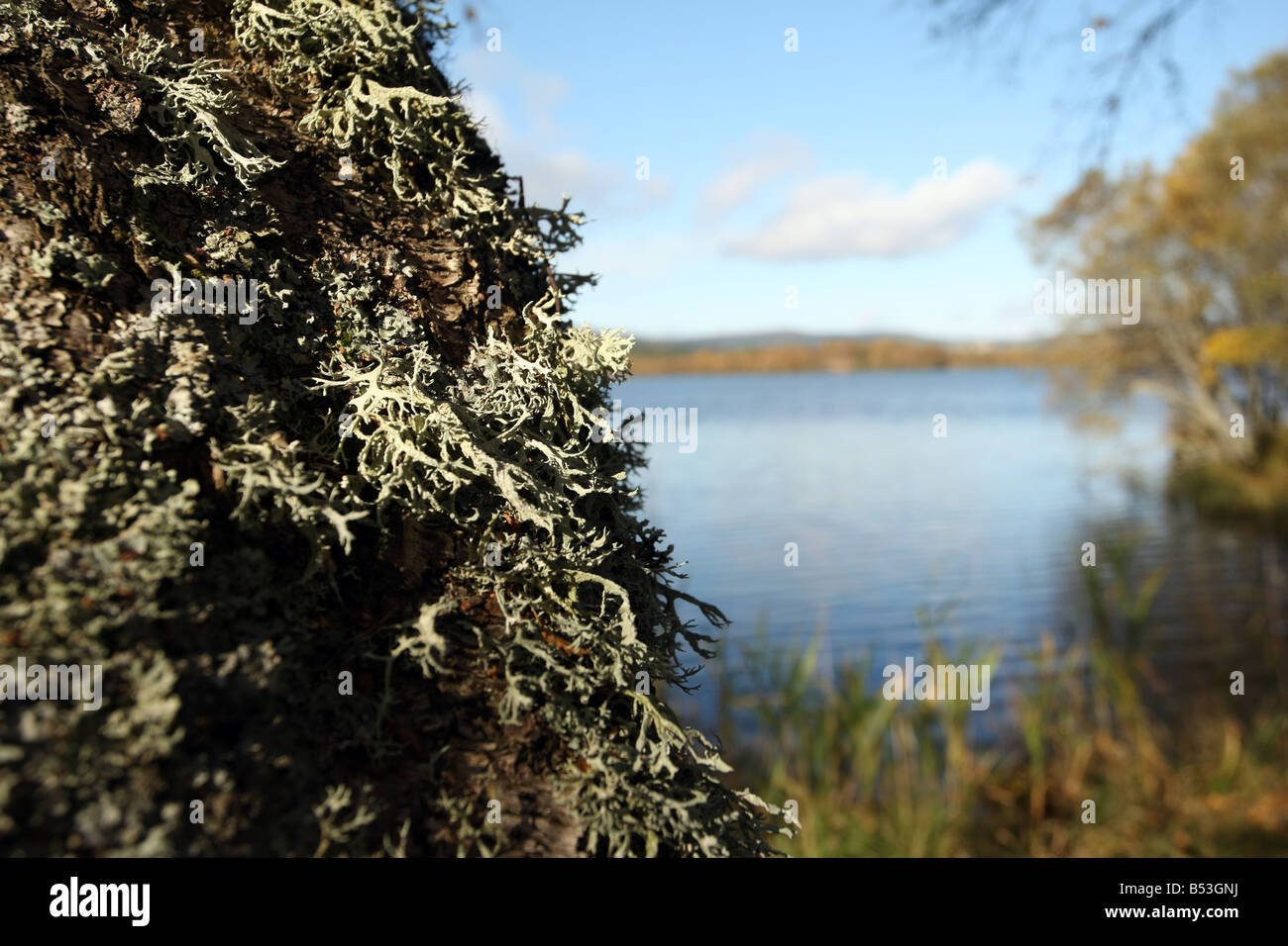 Chiusura del Lichen su un tronco di albero a Loch Kinord, Aberdeenshire, Scotland, Regno Unito Foto Stock