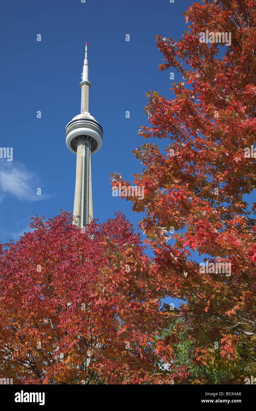 La CN Tower che si eleva al di sopra del fogliame di autunno Foto Stock