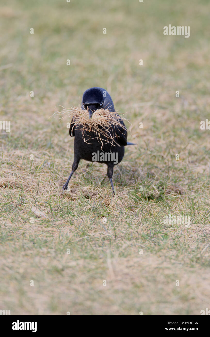 Taccola Corvus monedula raccolta materiale nido VISTA FRONTALE Foto Stock