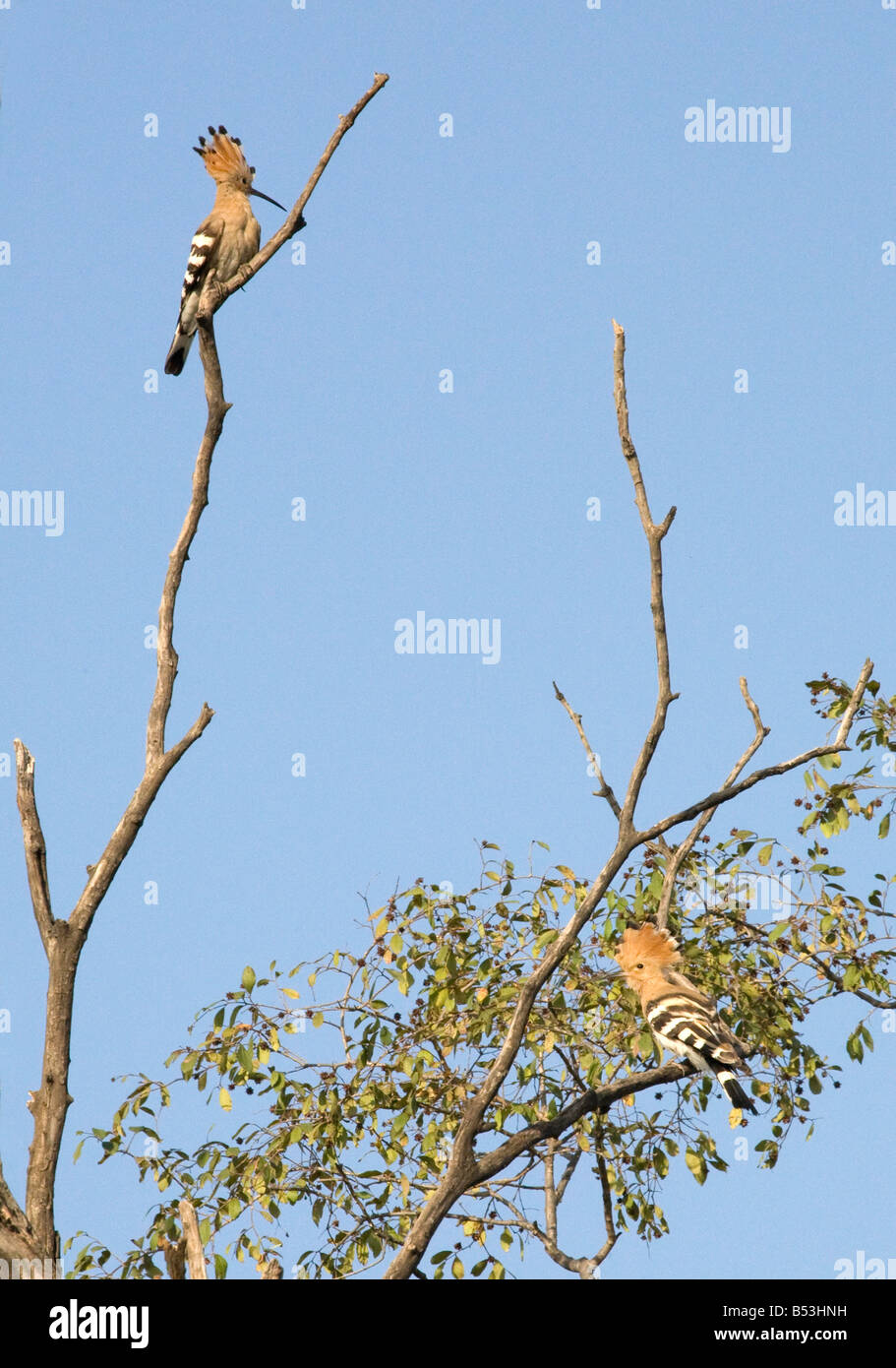 Una coppia di upupe in un albero, il Parco nazionale di Ranthambore, Rajasthan, India Foto Stock